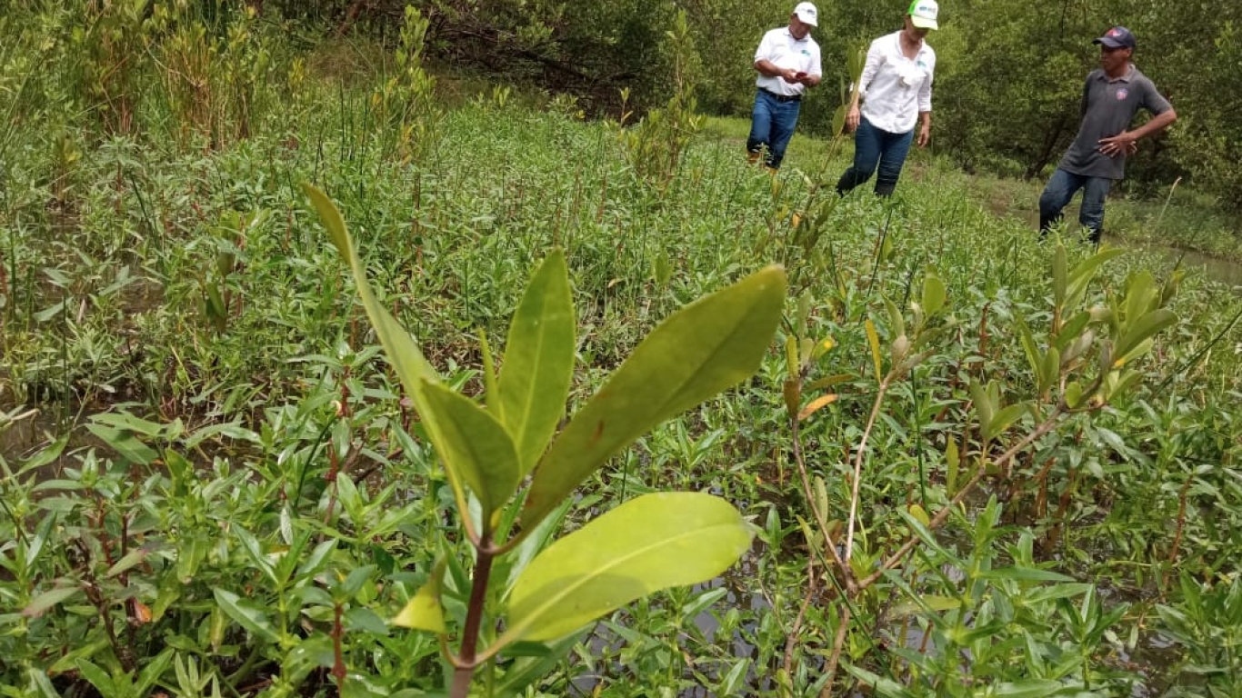 CORPAMAG realizó visita de seguimiento a siembra de mangle rojo en sectores de la Ciénaga Grande de Santa Marta